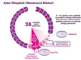 yumurtlama dönemi hesaplama