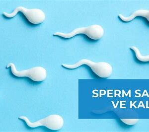 Sperm sayısı ve sperm kalitesi