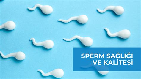Sperm sayısı ve sperm kalitesi