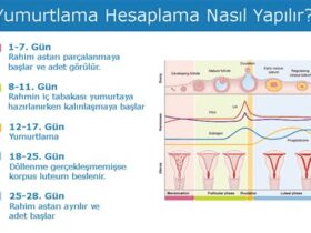 Yumurtlama Hesaplama