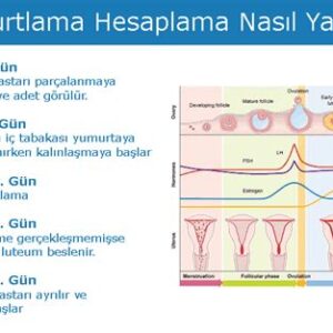 Yumurtlama Hesaplama