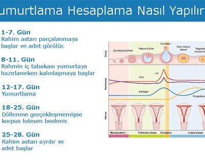 Yumurtlama Hesaplama