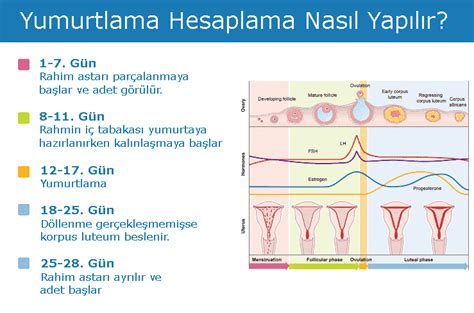 Yumurtlama Hesaplama